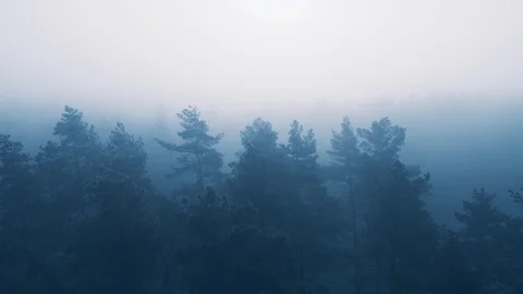 Fog covered pine forest at early morning, aerial view Stock Footage 99291340