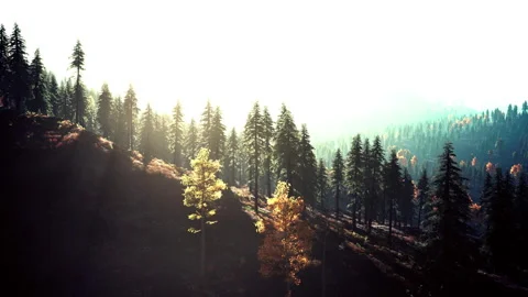 Fog covered trees in the mountains Stock Footage 233196144