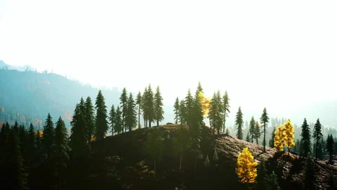 Fog covered trees in the mountains Stock Footage 235889678