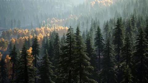 Fog covered trees in the mountains Illustrazione stock