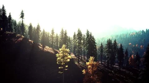 Fog covered trees in the mountains Illustrazione stock