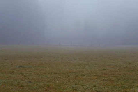 Fog covering a field with distant trees Stock Photos