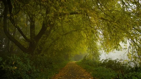 Fog covering forest path surrounded by tall trees and fallen leaves. Mist Stock Footage 319171812