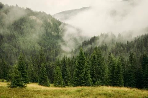 Fog covering pine tree forest in green summer mountain landscape Stock Photos