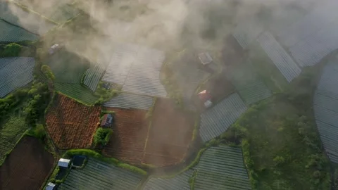 Fog covering rice field patchwork in Bali, Unesco Heritage Site, aerial Stock Footage 168001962