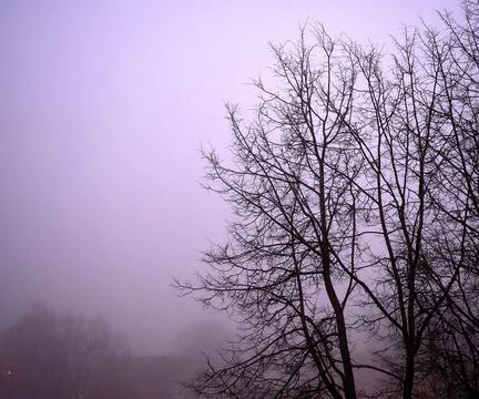 Fog covering tree branches without leafs Stock Photos