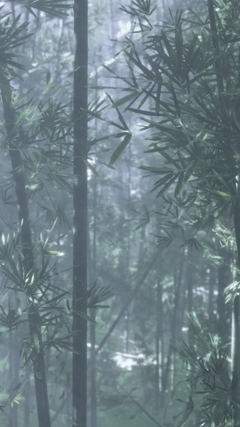 Fog covers bamboo forest in early morning light with soft diffused shadows Stock Footage 334173277