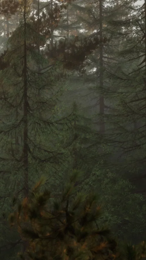 Fog covers dense forest during early morning hours Stock Footage 341267733