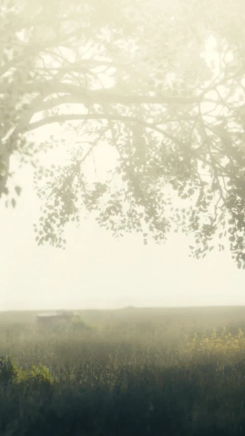 Fog covers a field with a tree and a distant object on a quiet morning 库存影片 334887771