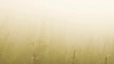 Fog covers a field with wildflowers during early morning light Stock Footage 340232855