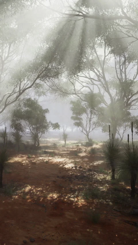 Fog covers a forest area during the day in a natural setting in Australia Stock Footage 332226558