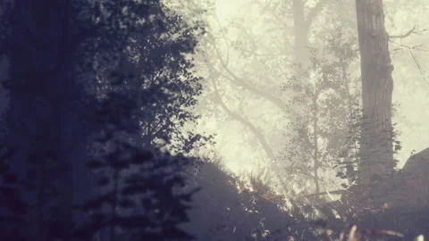 Fog covers forest clearing with flowers in springtime sunlight Stockbeeldmateriaal 340624204