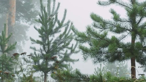Fog covers forest landscape Stock Footage 80232662