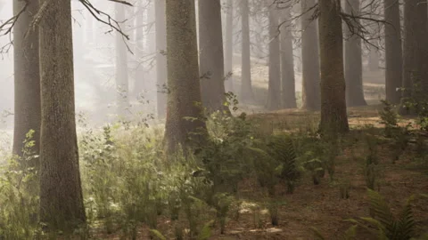 Fog covers a forest with tall trees and ferns in a natural setting Stock Footage 341790009