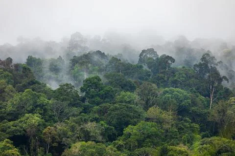 Fog covers greenery area inside tropical rainforest in rainy season. Foto stock