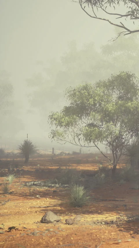 Fog covers the landscape in a dry area with trees and dirt in Australia Stock Footage 331634839
