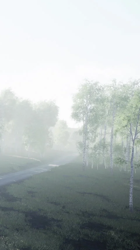 Fog covers a quiet forest path in the morning light near trees and grass Stock Footage 338414278