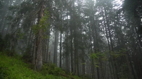 Fog covers tall trees in the forest as sunlight filters through branches Stock Footage 329033397