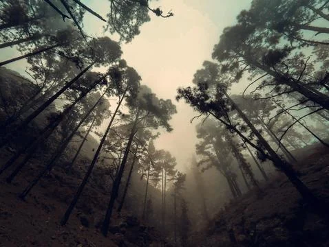 Fog covers tall trees in a forest during early morning hours in a remote mo.. Stock Photos