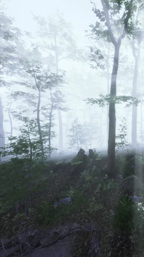 Fog covers trees in a dense forest during a misty morning walk Stock Footage 336187603