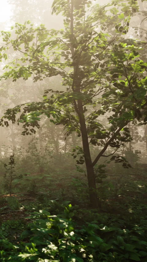 Fog covers trees in a dense forest during early morning hours Stock Footage 343177168