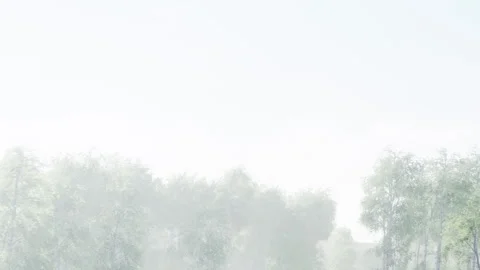 Fog covers trees in early morning light by a quiet path Stock Footage 342805412