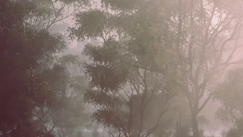 Fog covers trees in a forest on a quiet morning Stock Footage 345061149