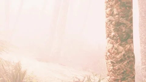 Fog covers trees near a pathway in a forest during early morning hours Stock Footage 339474912