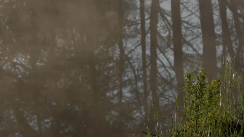 The fog crawls along the water. Reflections of trees. Stock Footage 77678670