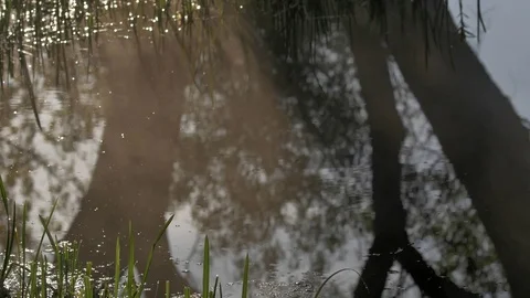 The fog crawls along the water. Reflections of trees. Stock Footage 77678852