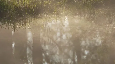 The fog crawls along the water. Reflections of trees. Stock Footage 77678927