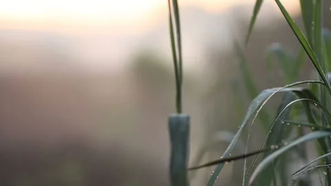 Fog crawls out onto the road Stock Footage 90869830