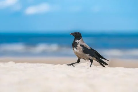 A fog crow on the beach Foto stock