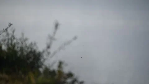 Fog on the danube river Stock Footage 164034266