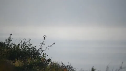 Fog on the danube river Stock Footage 164034475