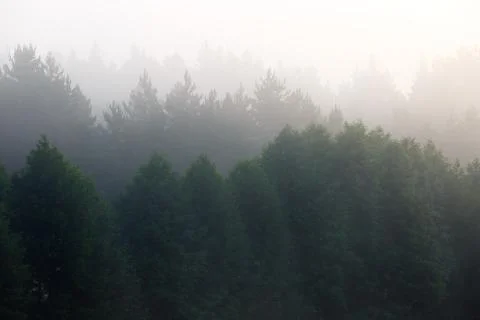 Fog in the dense coniferous forest. Stock Photos