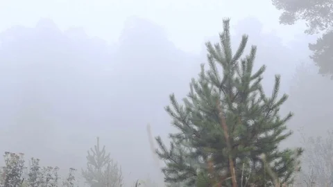The fog descended into the forest Stock Footage 80233219