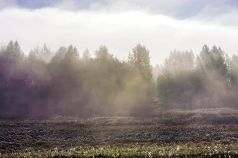 Fog, dew and the rays of the sun Foto stock