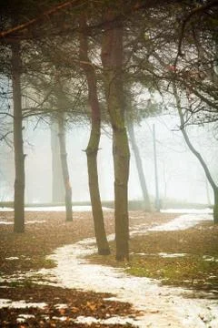 Fog on a dirt road Foto stock