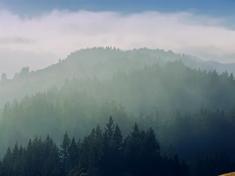 Fog drifting over a hill on Mt Tamalpais, San Francisco Stock Footage 80337667