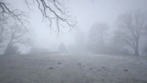 Fog Drifts Amongst Trees Stock Footage 264610220