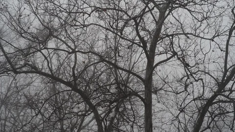 Fog on Dry Winters Trees Stock Footage 122261623