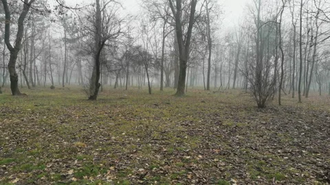 Fog on the edge of the forest Stock Footage 122431446