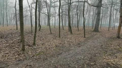 Fog on the edge of the forest Stock Footage 122435685
