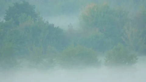 Fog on the edge of the forest. Morning summer time. Stock Footage 185453587