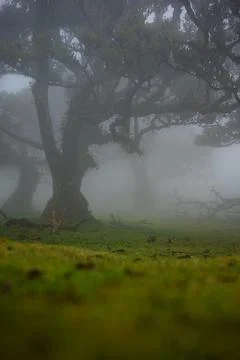 Fog envelops ancient laurel trees in Fanal Forest, Madeira Laurisilva 스톡 사진