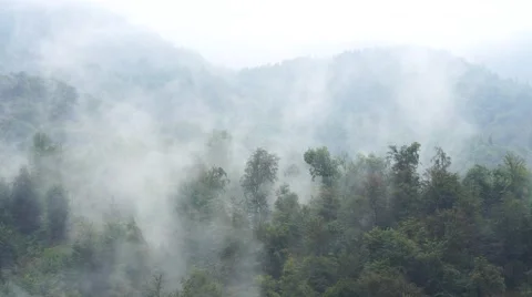 Fog envelops a forest of beech and chestnut trees Stock Footage 66882626