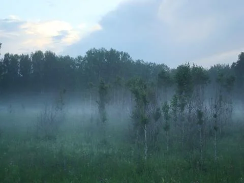 Fog in the evening forest Foto stock