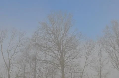 Fog in field at dawn Foto stock