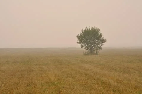 Fog in the field Stock Photos